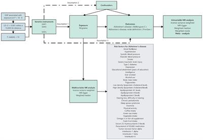 Independent causal effect of migraines on Alzheimer’s disease risk: a multivariate Mendelian randomization study